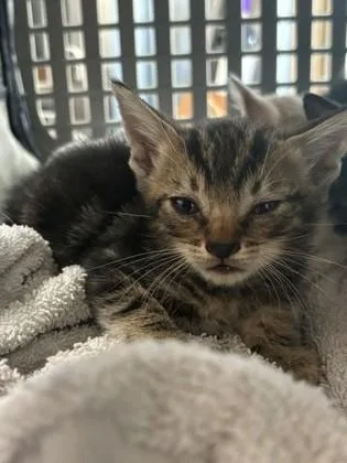A baby small-sized male Domestic Short Hair cat named Bayou for adoption in Port Allen, LA