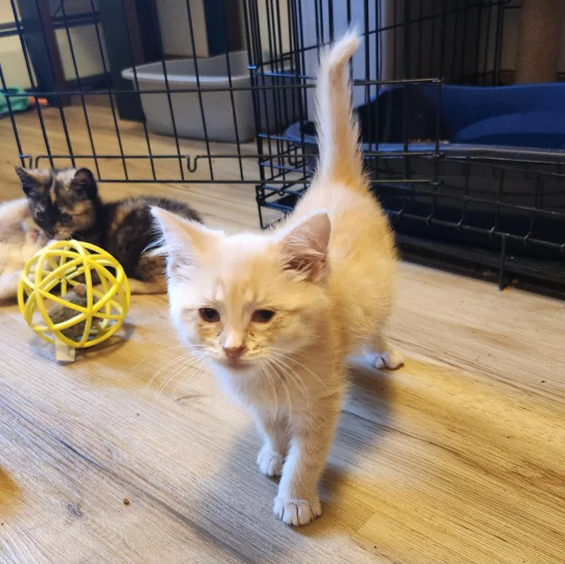 A baby medium-sized male Domestic Medium Hair cat named Darrell for adoption in Brainardsville, NY