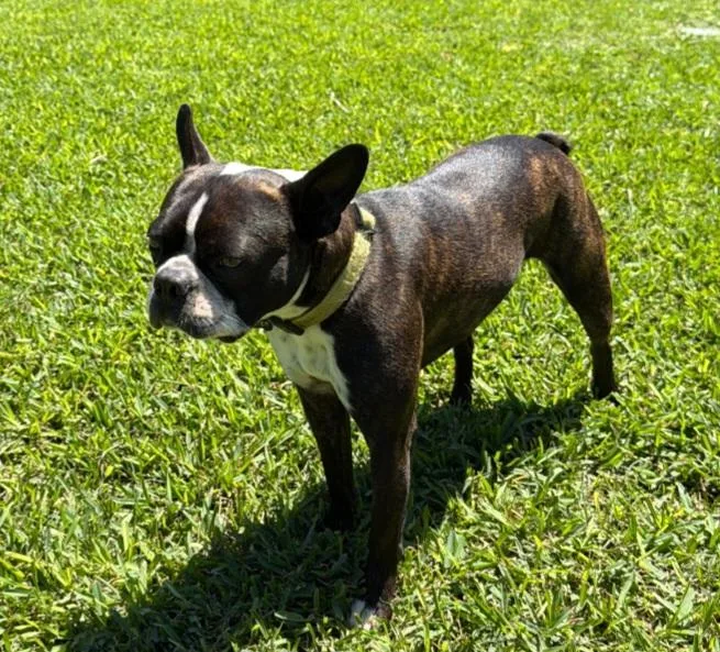 A young medium-sized male Boston Terrier dog named Buster for adoption in Van Vleck, TX