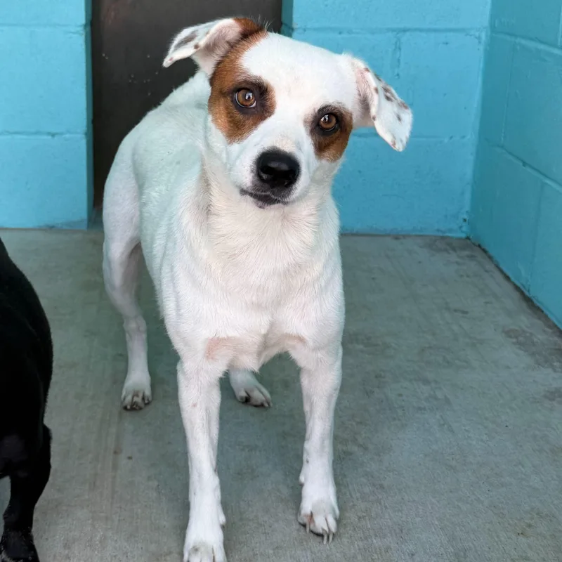 A young small-sized female Jack Russell Terrier dog named Skyla for adoption in Portland, ME