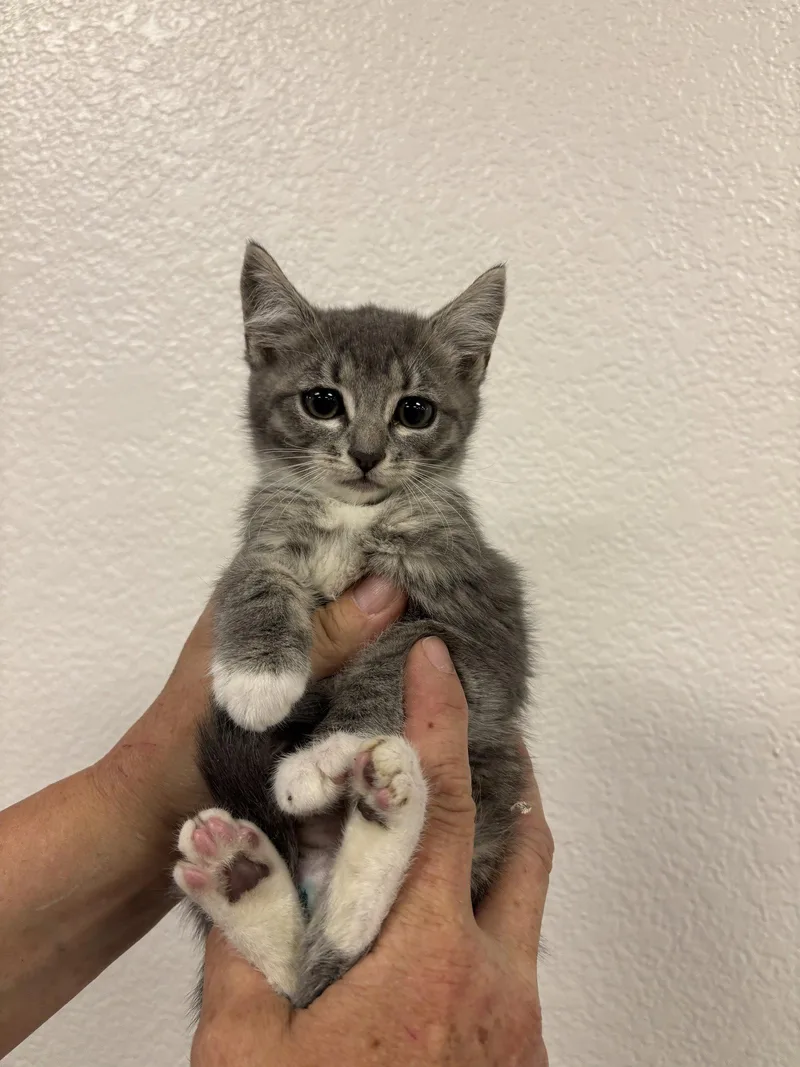 A baby medium-sized female Tabby cat named Miss Piggy for adoption in Napa, CA