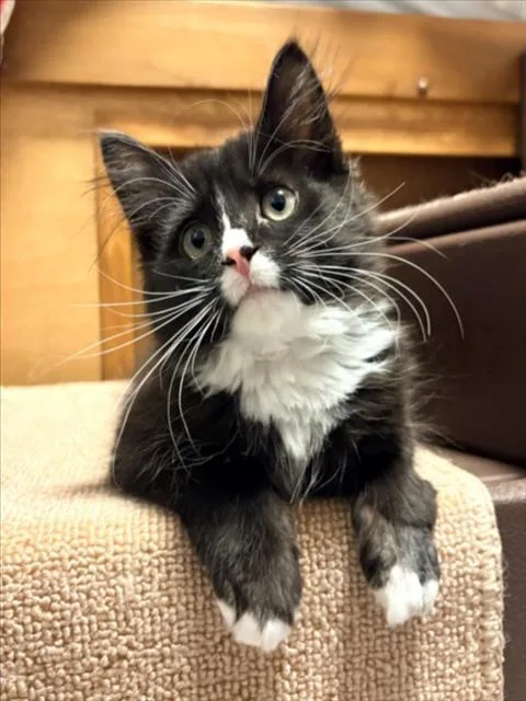 A baby small-sized female Domestic Long Hair cat named Starling for adoption in Hagerstown, MD
