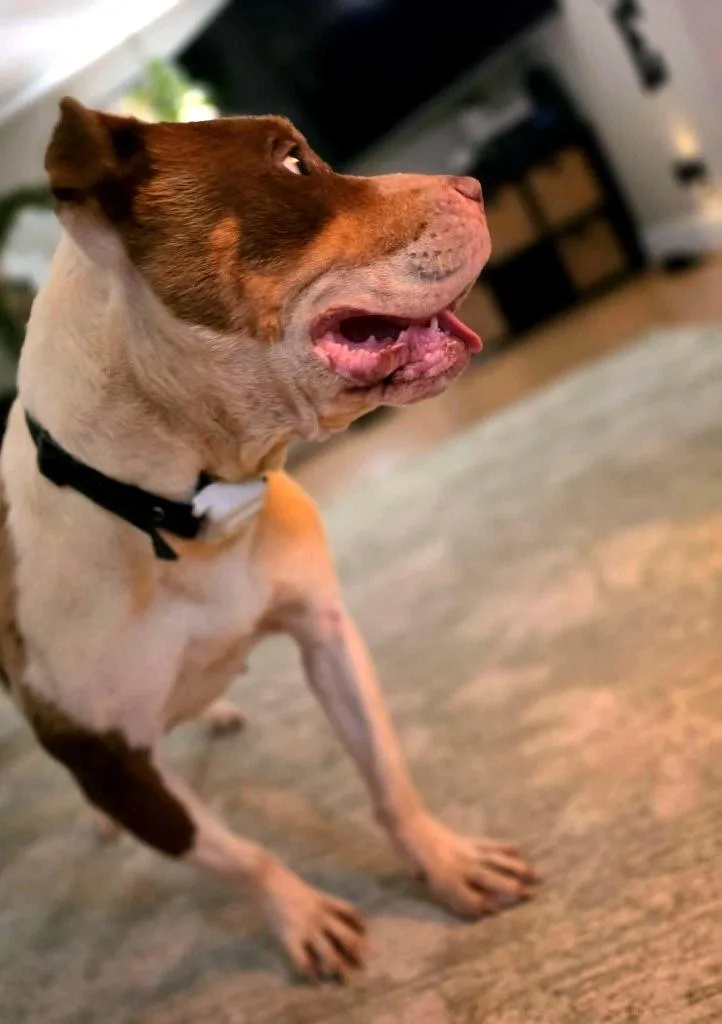 Coco thumbnail 4