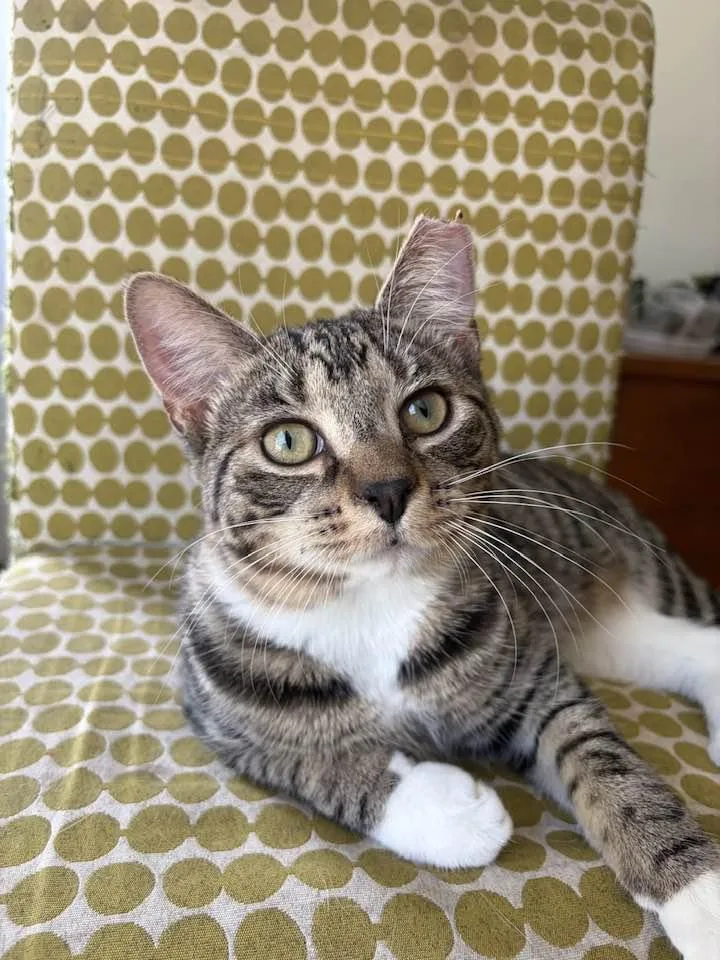 Woody thumbnail 2