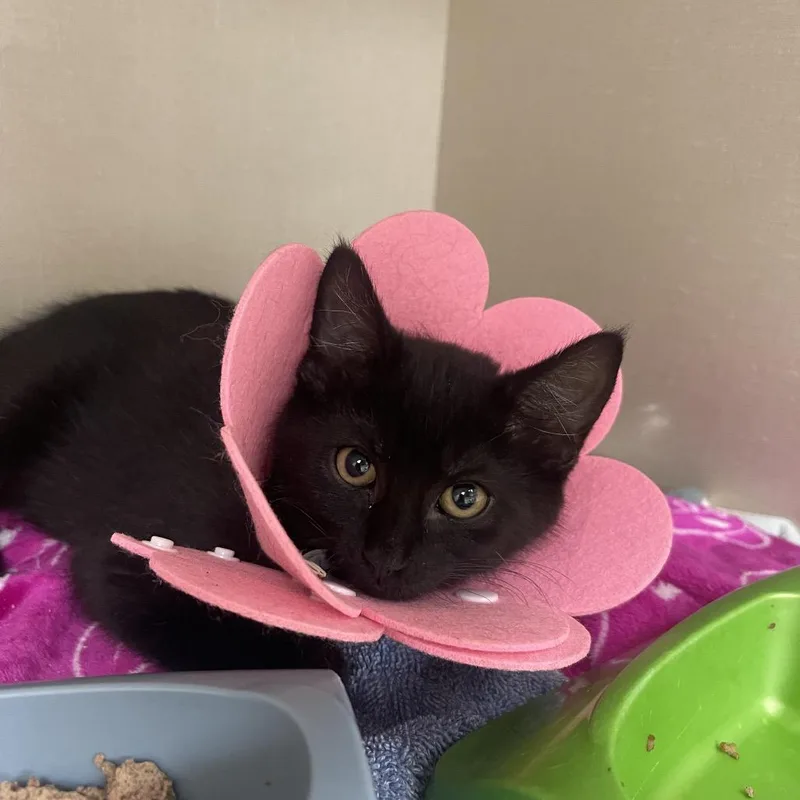 A baby small-sized female Black Domestic Short Hair cat named Grave Digger for adoption in Mentor, OH