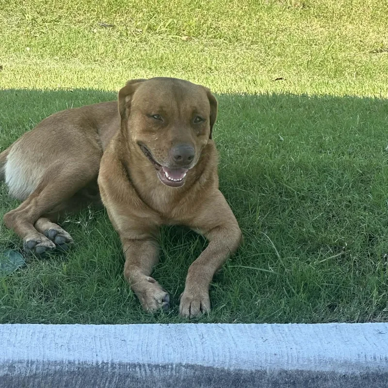 Carwash Buddy Lives At thumbnail 3