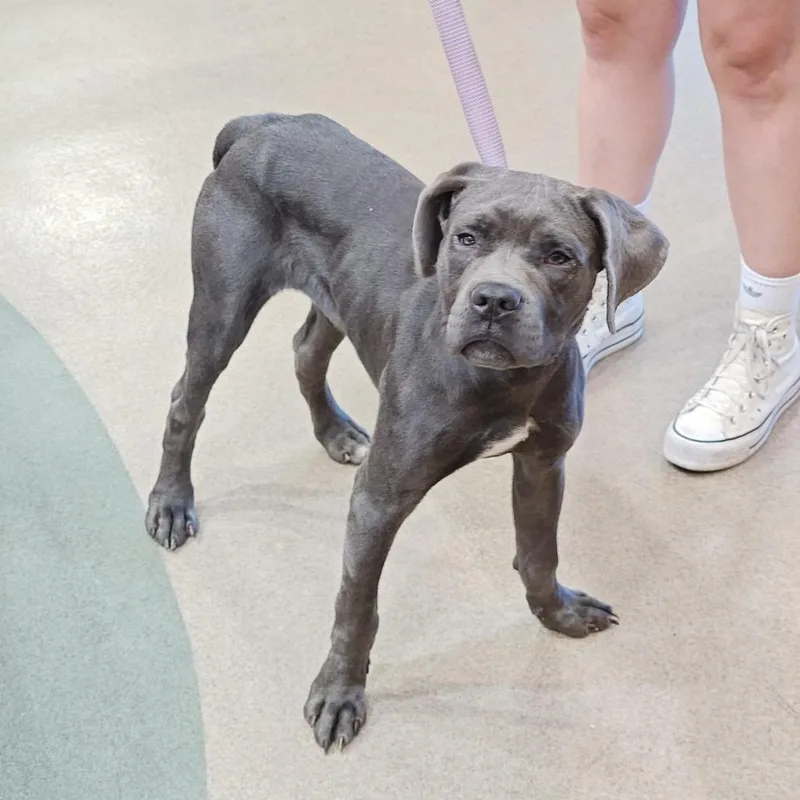 A baby medium-sized female Gray / Blue / Silver Cane Corso dog named IEPAStray for adoption in Upland, CA