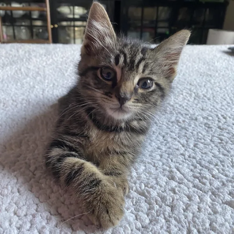 A baby small-sized male Black Domestic Short Hair cat named Algernon for adoption in Bend, OR
