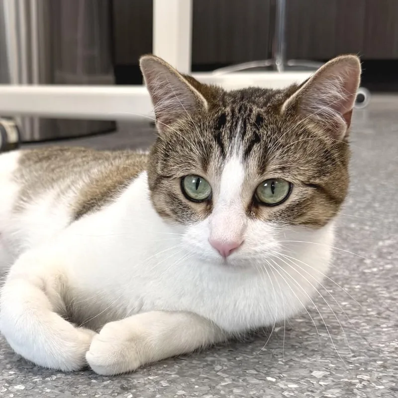 An adult small-sized female White Domestic Short Hair cat named Skittles for adoption in Zimmerman, MN
