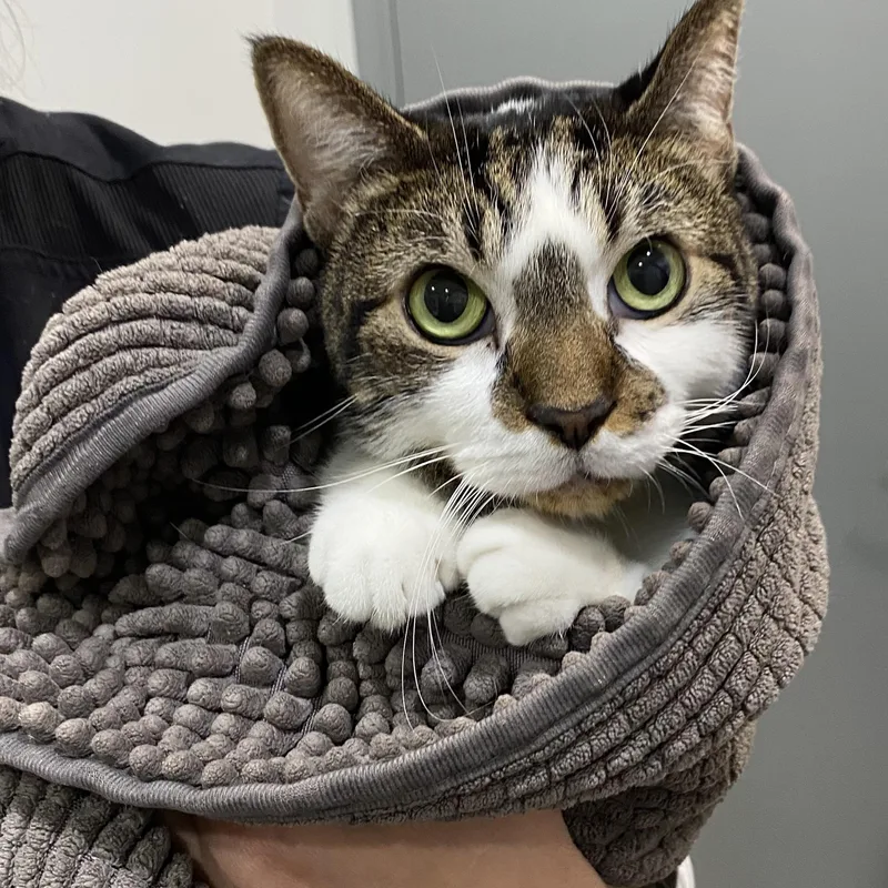 A young large-sized male Tabby (Buff / Tan / Fawn) Tabby cat named Awbury for adoption in Philadelphia, PA