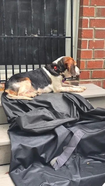 An adult small-sized female Tricolor (Brown, Black, & White) Beagle dog named Molly for adoption in Williamsburg, VA