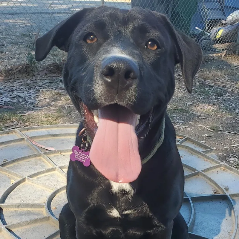 Cowboycccas thumbnail 2