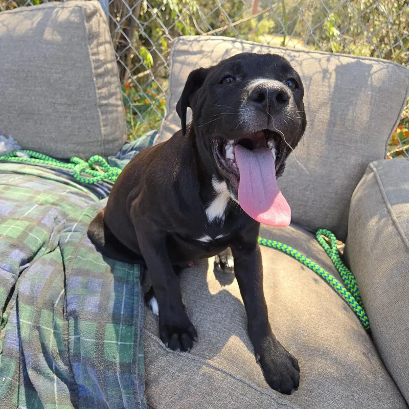 Cowboycccas thumbnail 3