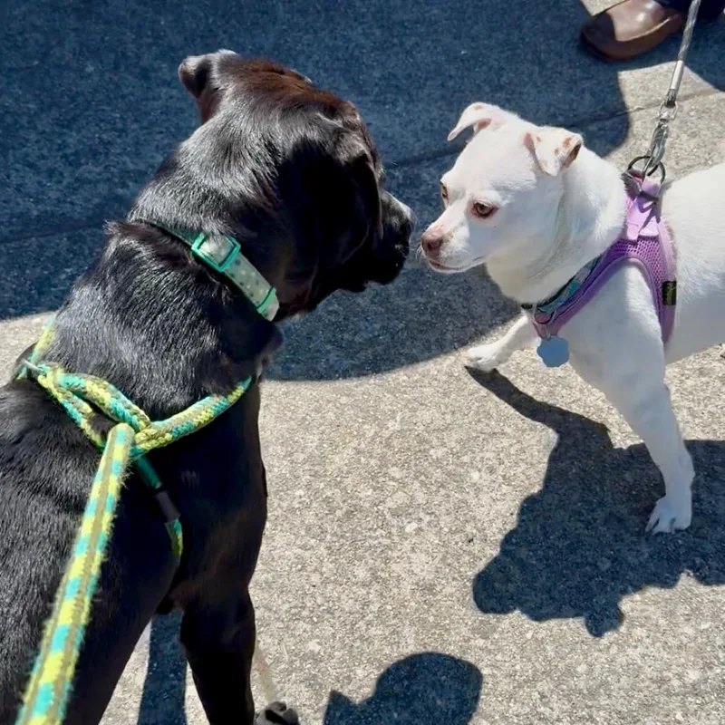 Cowboycccas thumbnail 5