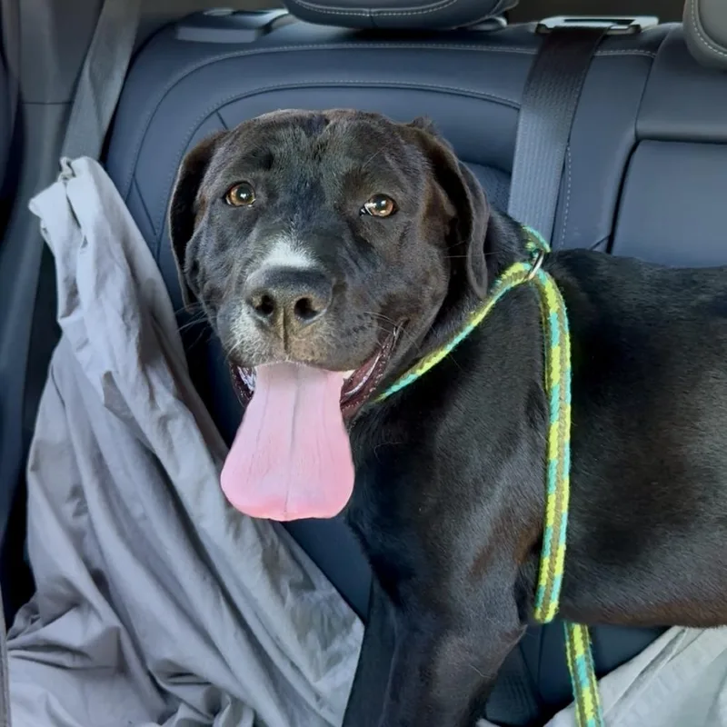 Cowboycccas thumbnail 6