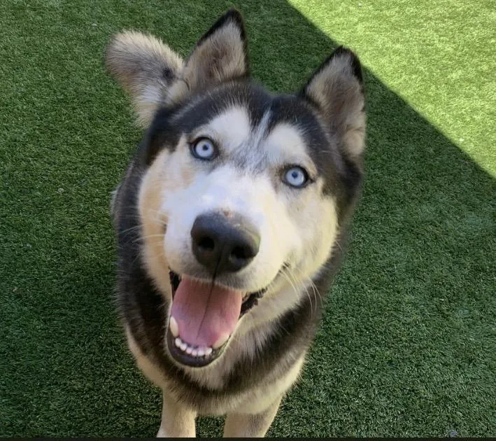 A young medium-sized male Black Siberian Husky dog named Save Me Please! Jagger for adoption in San Marcos, CA