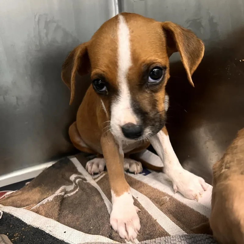 A baby small-sized female Red / Chestnut / Orange Terrier dog named Tula for adoption in Corpus Christi, TX