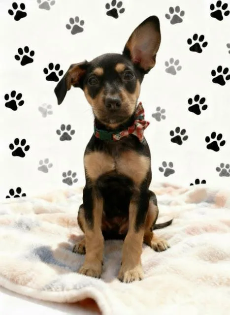 A baby small-sized male Bicolor Chihuahua dog named River for adoption in Tehachapi, CA
