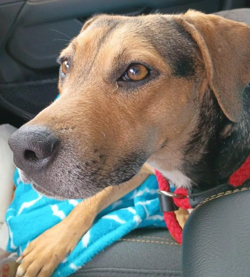 An adult medium-sized male Bicolor German Shepherd Dog dog named Cactus for adoption in Houston, TX