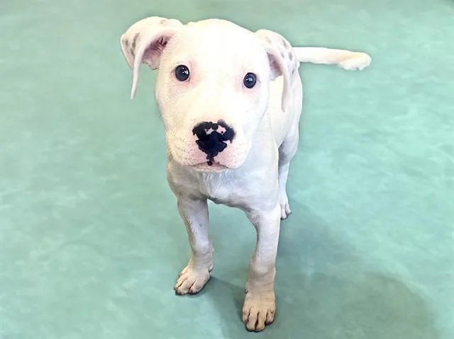 A baby medium-sized male Pit Bull Terrier dog named Marlin for adoption in Fort Lauderdale, FL