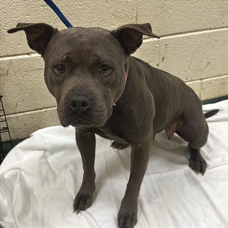 A senior medium-sized female Gray / Blue / Silver Mixed Breed dog named Diamond for adoption in Memphis, TN