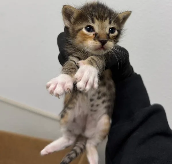 A baby small-sized female Domestic Short Hair cat named Butterfly for adoption in San Diego, CA