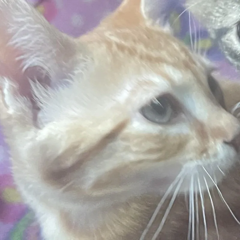 A baby small-sized female Domestic Short Hair cat named Georgia for adoption in Cumming, GA