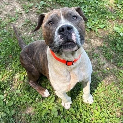 An adult medium-sized male Brindle Pit Bull Terrier dog named Mooch for adoption in Prince Frederick, MD