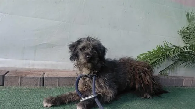 A young small-sized male Poodle dog named Rye for adoption in Baldwin Park, CA