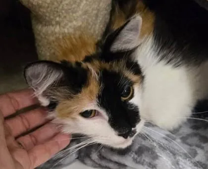 An adult small-sized female Black Domestic Short Hair cat named Baby for adoption in Kansas City, MO