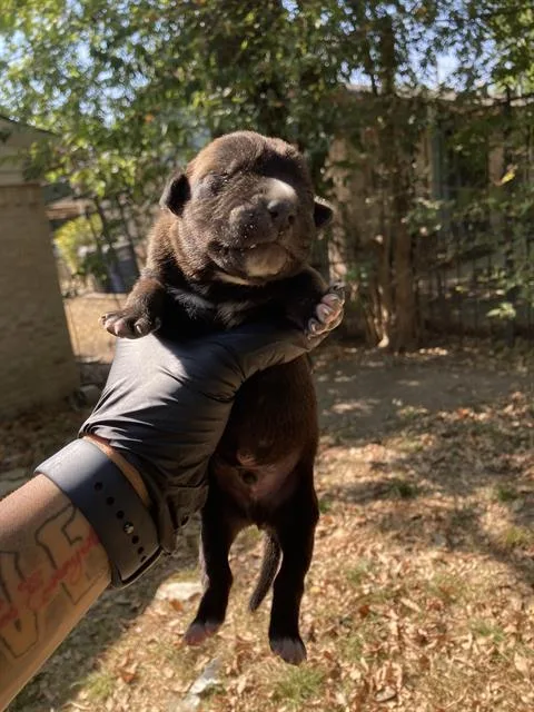 A baby large-sized male Mixed Breed dog named Cane for adoption in Dallas, TX