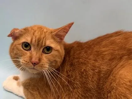 An adult small-sized female Domestic Short Hair cat named Mewvallete for adoption in Woodbury, MN