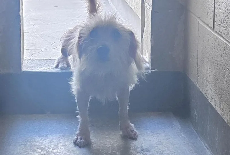 An adult small-sized female Poodle dog named Hazel for adoption in Los Angeles, CA