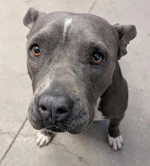 A young large-sized female Pit Bull Terrier dog named Hera for adoption in Tucson, AZ