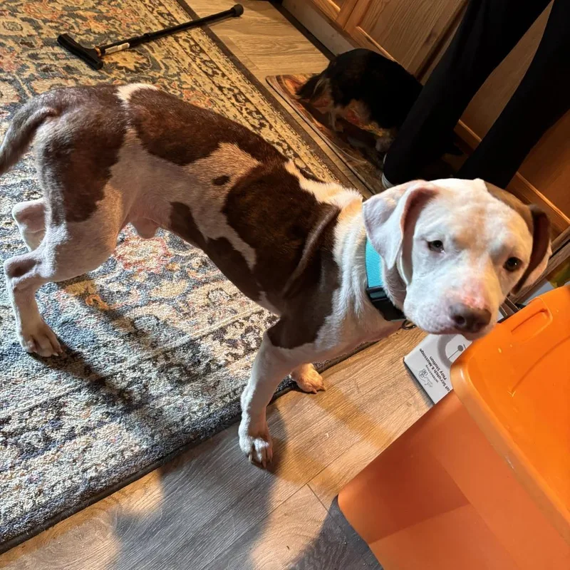 An adult medium-sized male White / Cream Mixed Breed dog named Boone for adoption in Lenoir, NC