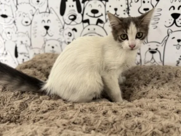A baby small-sized female Domestic Short Hair cat named Snow for adoption in San Pedro, CA