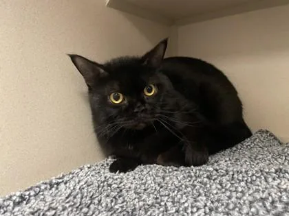An adult small-sized male British Shorthair cat named Mr. Belvedere for adoption in Quakertown, PA