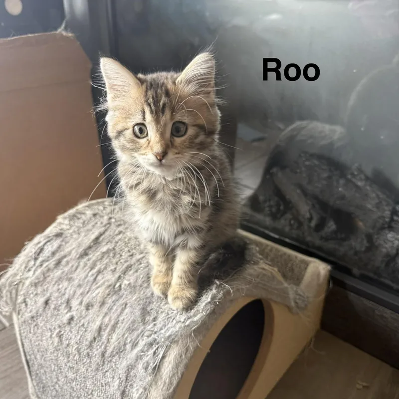 Roo thumbnail 4
