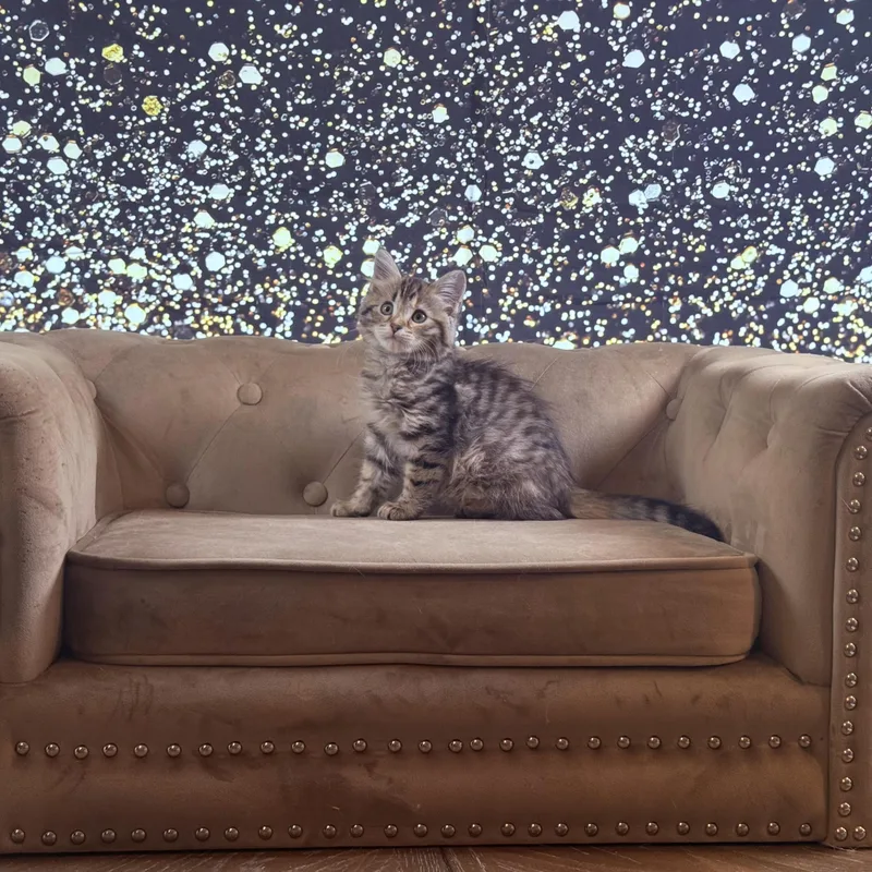 Roo thumbnail 5