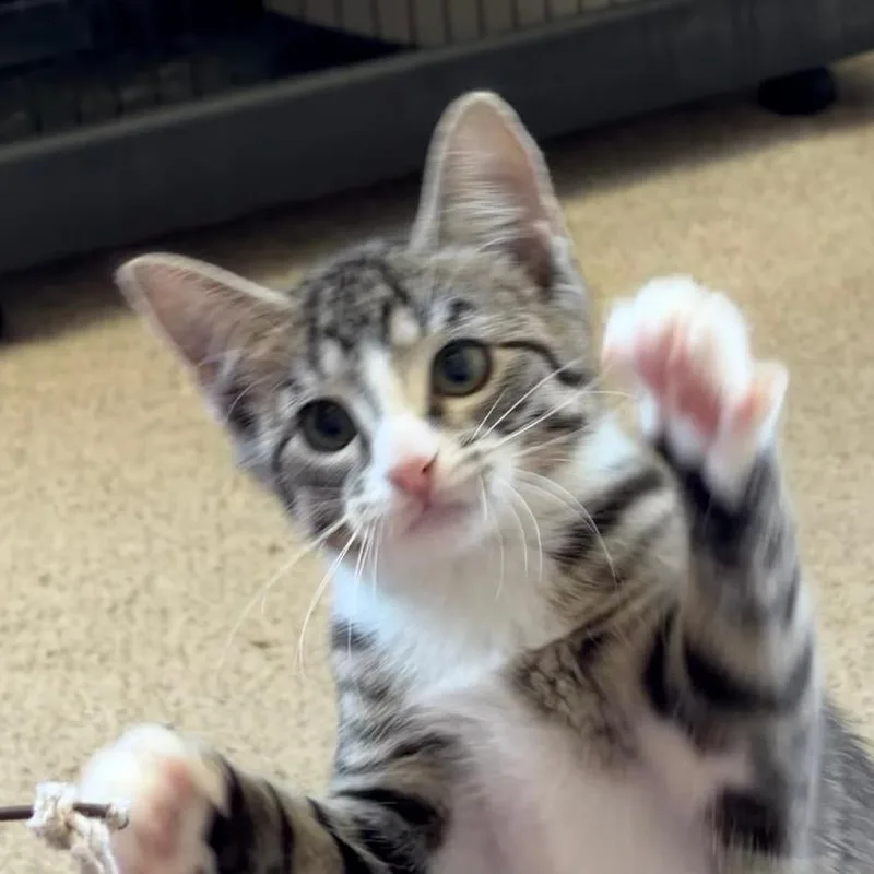 A baby medium-sized male Tabby (Gray / Blue / Silver) Tabby cat named Ally for adoption in Central Falls, RI