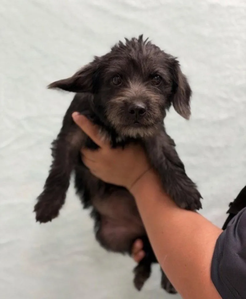 A baby small-sized female Dachshund dog named Emerald Jade for adoption in Bloomfield, CT