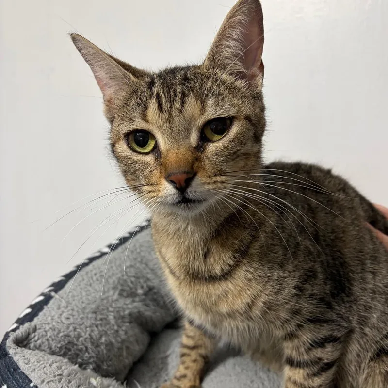 An adult medium-sized female Gray / Blue / Silver Domestic Short Hair cat named Courtney for adoption in Novelty, OH