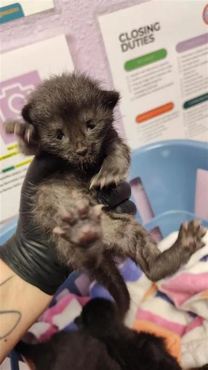 A baby small-sized female Black Domestic Medium Hair cat named 60823574 for adoption in El Paso, TX