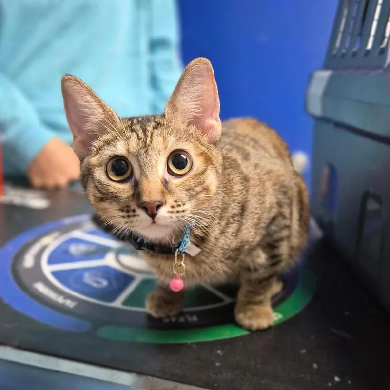 A young medium-sized female Domestic Short Hair cat named Pork Hash for adoption in Wahiawa, HI