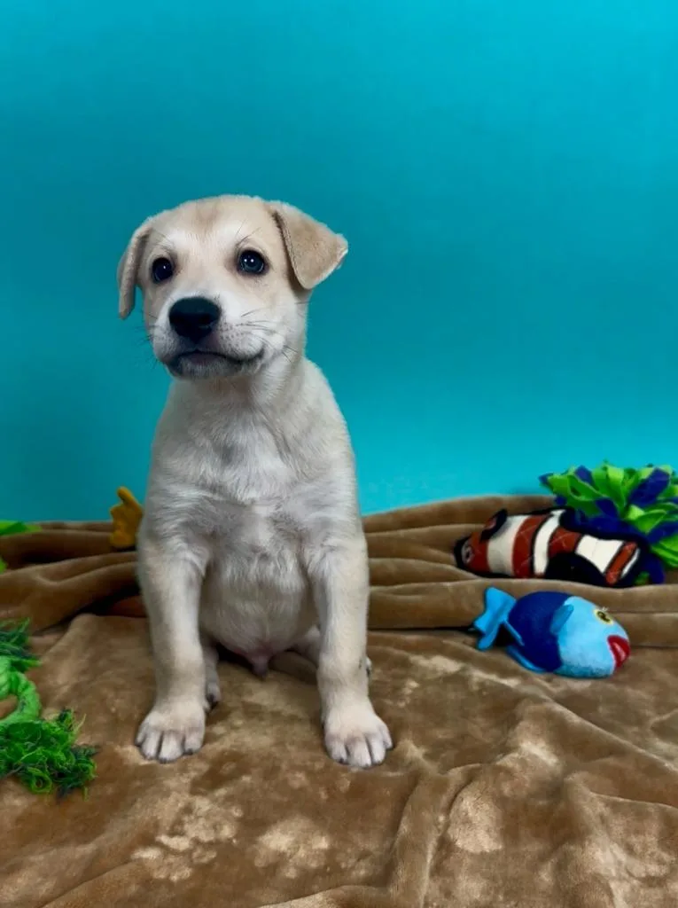 A baby medium-sized male Shepherd dog named Halibut for adoption in Phoenix, AZ
