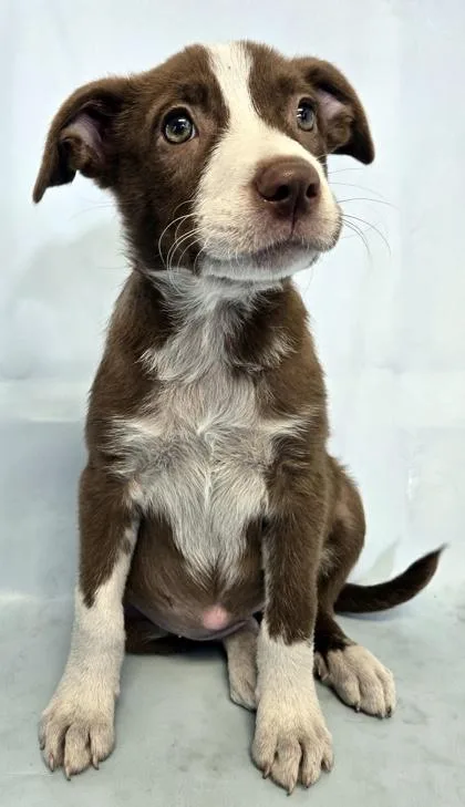 A baby medium-sized female Australian Shepherd dog named Belle for adoption in Morton Grove, IL
