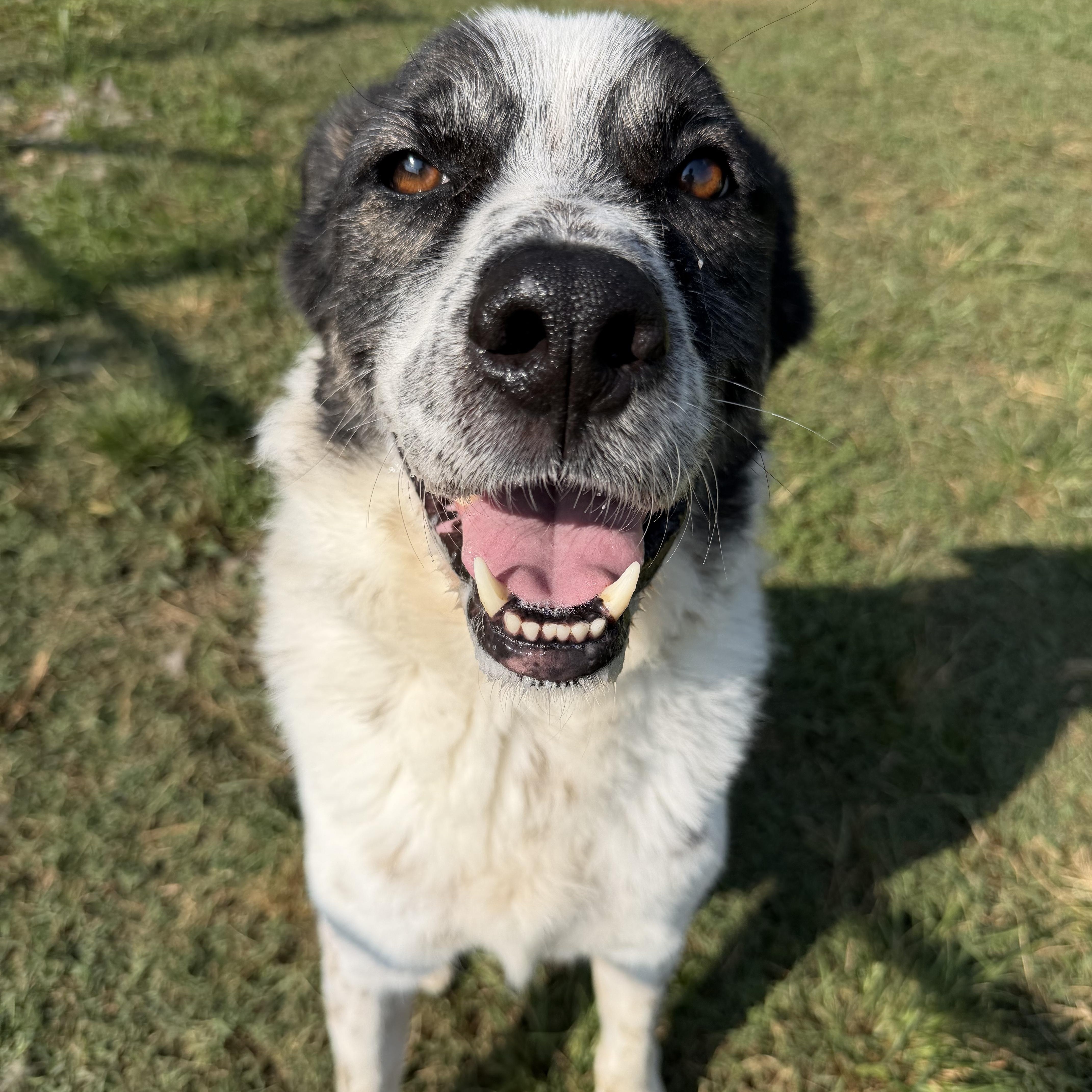 An adult large-sized male Cattle Dog dog named Apollo for adoption in atlanta, GA