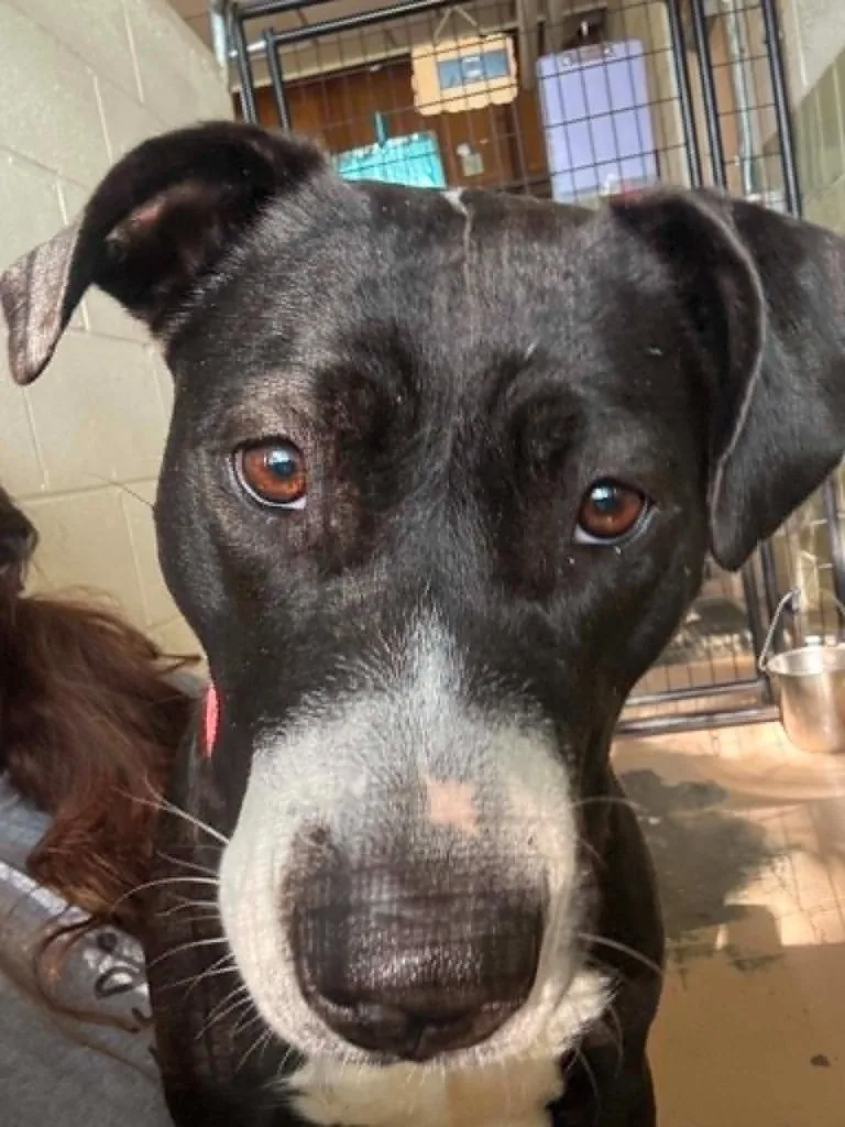 A young large-sized female Mixed Breed dog named Zoey for adoption in Effingham, IL