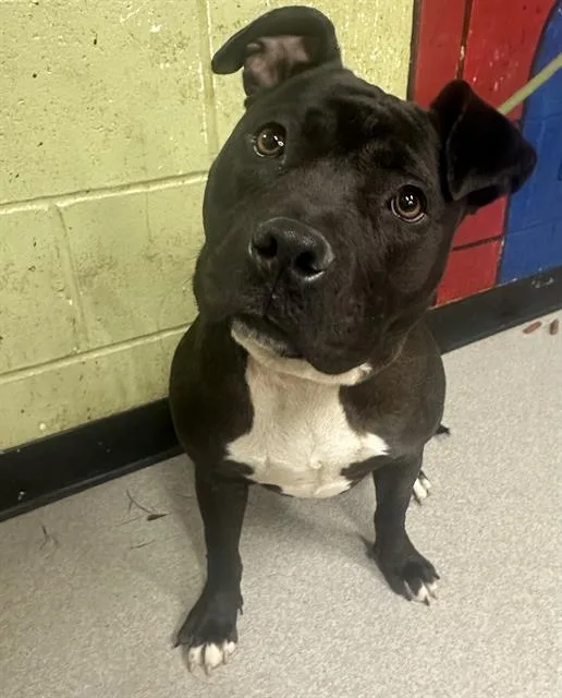 A young medium-sized female Staffordshire Bull Terrier dog named Lilac for adoption in Indianapolis, IN