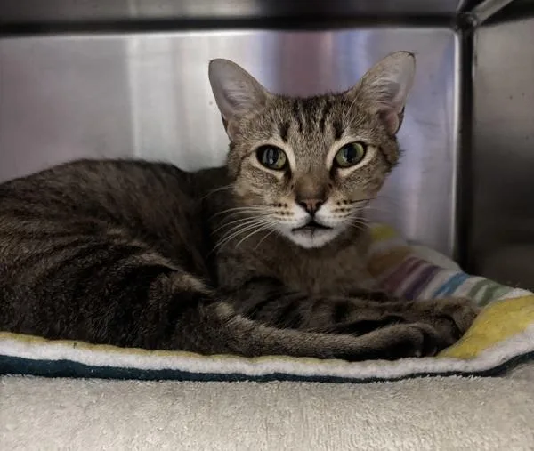 An adult medium-sized female Domestic Short Hair cat named Gianna for adoption in Vancouver, WA